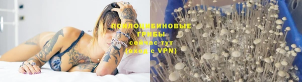 сатива Майский