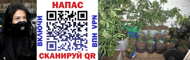 где купить   Покров  сайты даркнета как зайти  Шишки марихуана планчик  ссылка на мегу tor 